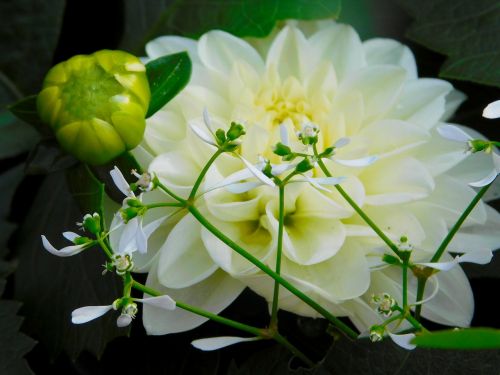 white flower bud blossom