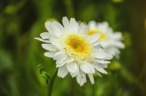 white flower spring white