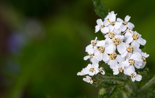 white flower natural flora