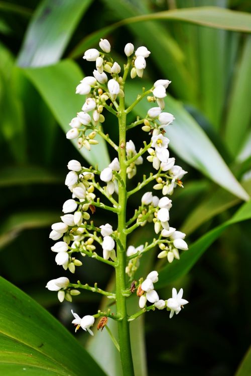 white flower flowers wild flowers