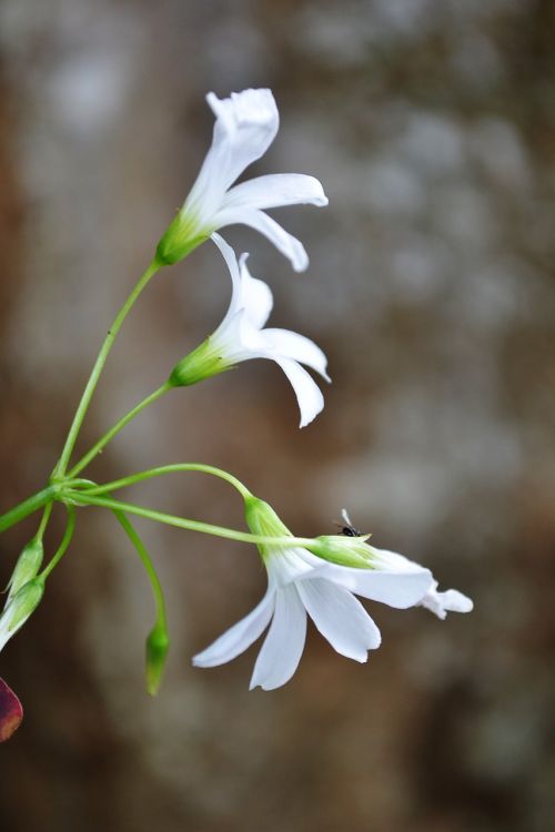 white flower flower flowers