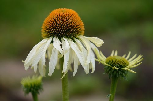 white flower leaf nature