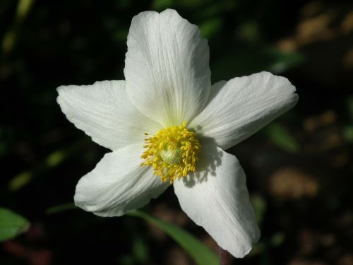 white flower spring flower flower