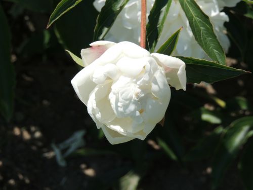 white flower pfingstsrose flower