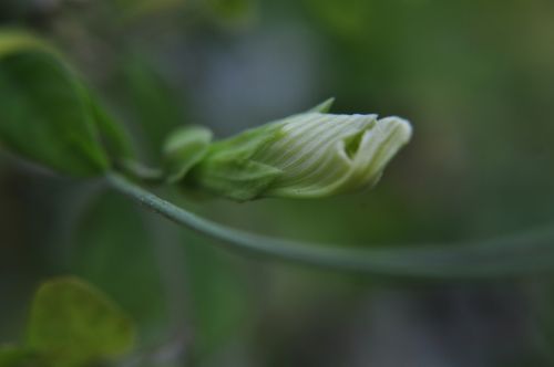 White Flower 2