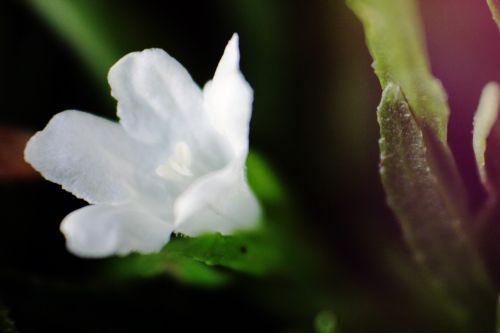 White Flower 2