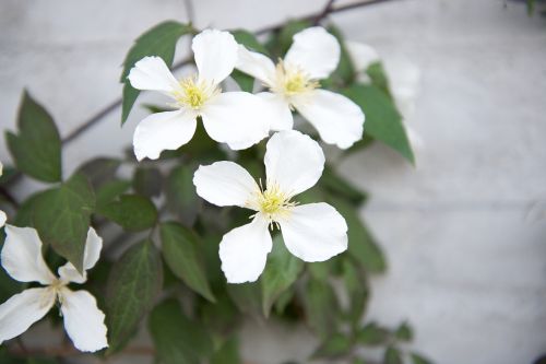 white flower summer flower flower