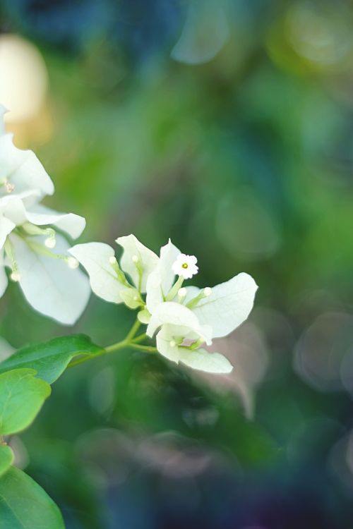 white flower flower flowers