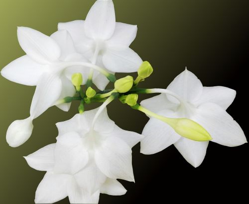 white flower flower spring