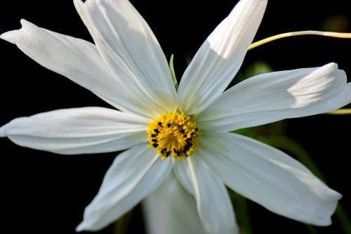 white flower macro pistil