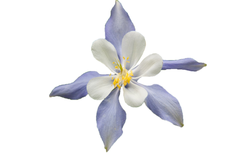 white flower blue multicolor