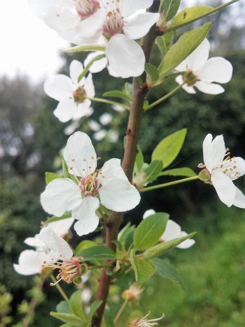 white flower blossom greece