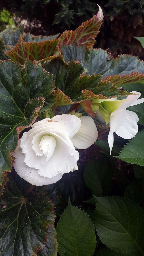 white flower garden flower