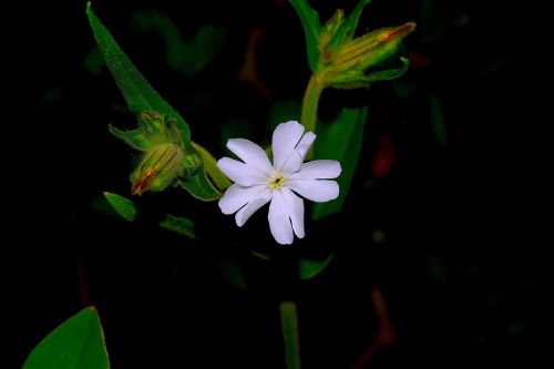 white flower dew rain