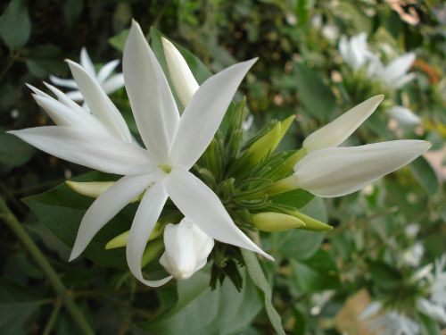 white flower nature green