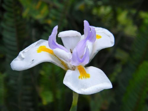 white flower purple yellow