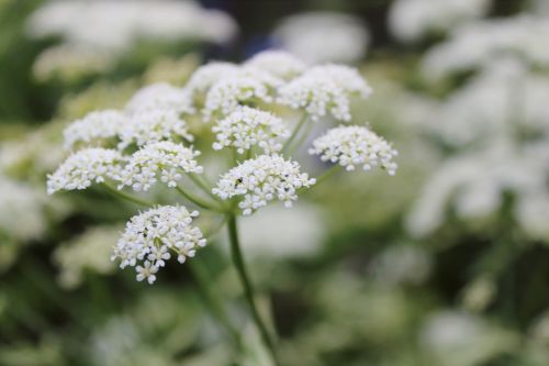 white flower weed macro