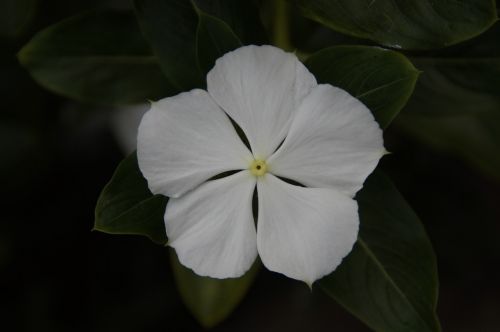 white flower white blossom white