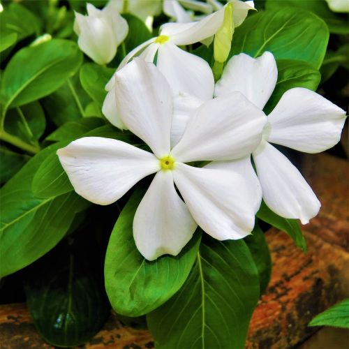 white flower bloom macro