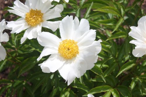 white flower daisy garden