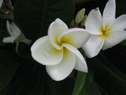 white flower white yellow