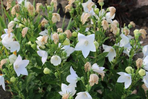 white flower flora nature