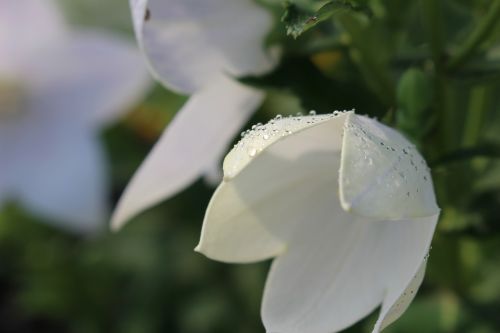 white flower flora nature