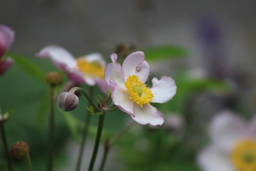 white flower petals plant