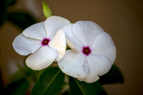 white flower flower white