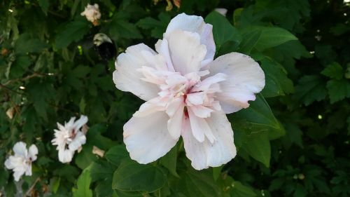 white flower beautiful petals