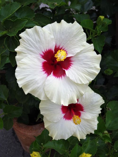 white flower flower hibiscus