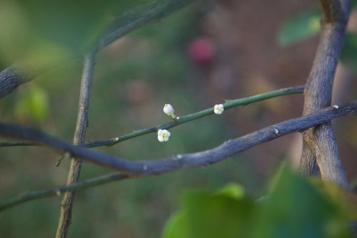 white flower nature plant