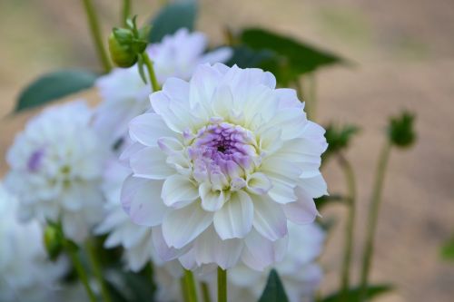 white flower white color nature