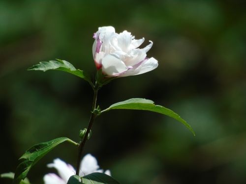 white flower beautiful nature