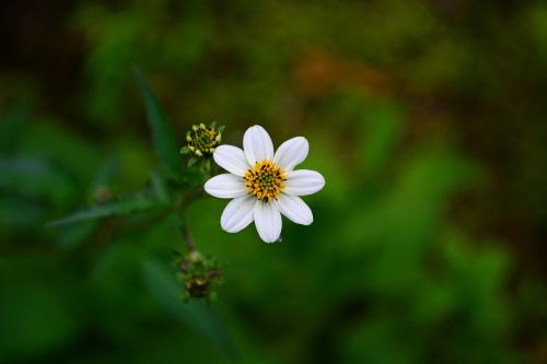 white flower flower blossom