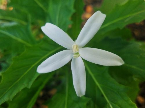 white flower floral nature