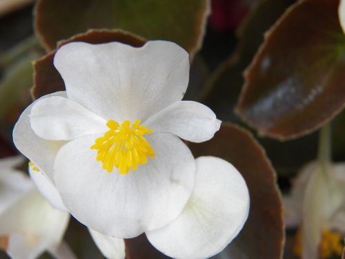 white flower delicate flower