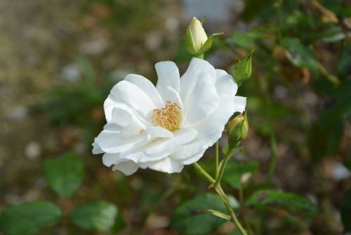 white flower white rose button