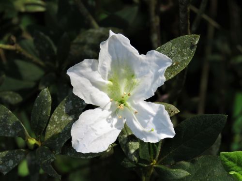 white flower delicate flower tropical flower