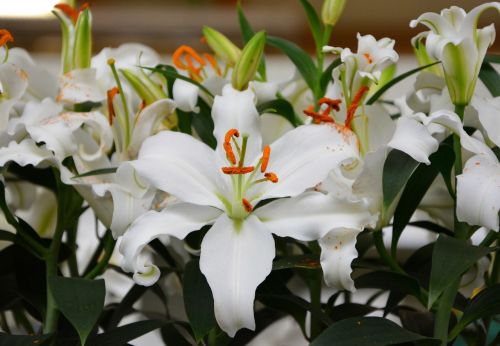 white flower kalanchoe green leaves