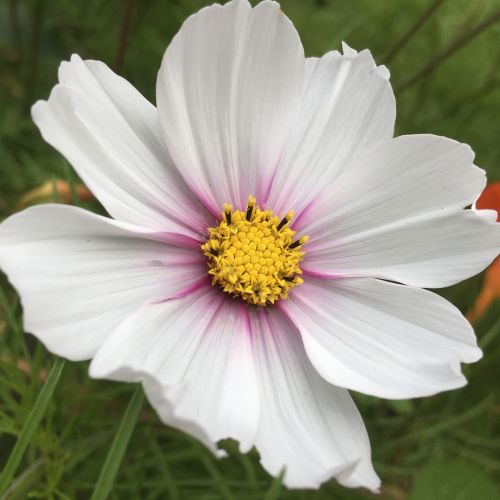 white flower flower garden