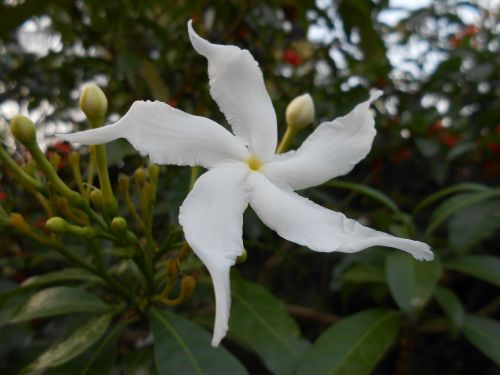 white flower petals star