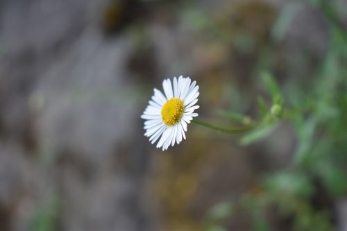 white flower flower wild flower