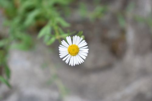 white flower wild flower flower