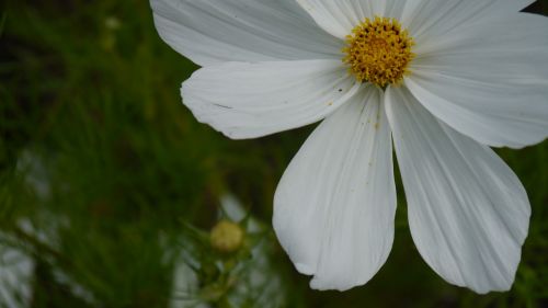 white flower nature daisy