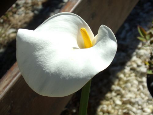 white flower flowers petals