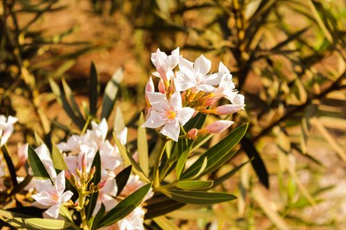 white flower garden home