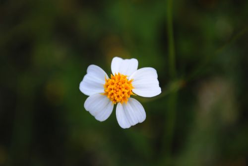 white flower small flower flora