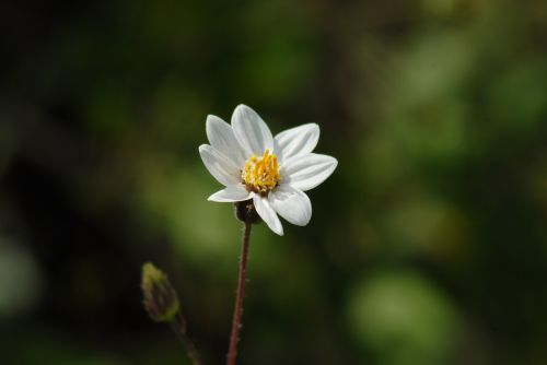 white flower nature wild