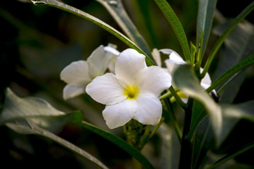 white flower ornamental flower flower